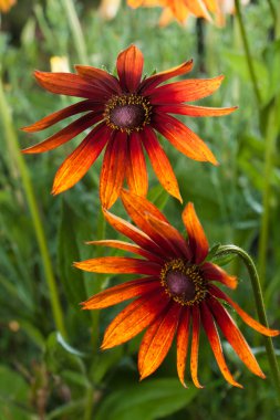 Kırmızı Sarı rudbeckia çiçek