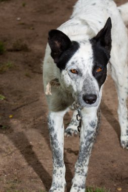 köpek portre ayakta