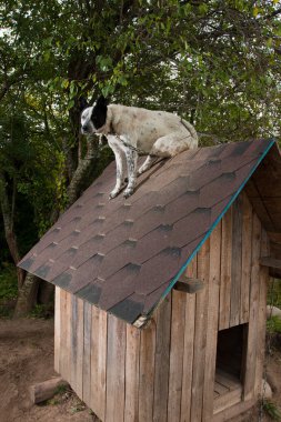 köpek te çatıda oturan