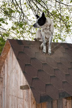 köpek te çatıda oturan