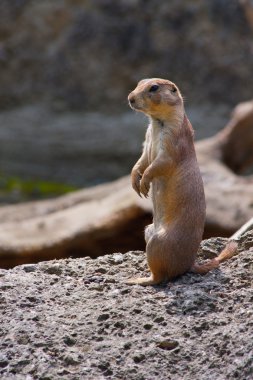 Prairie dog (Cynomis ludovicianus) portrait in Salzburg zoo clipart