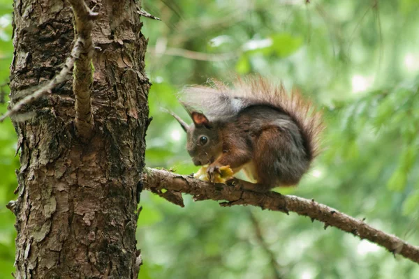 Ardilla en el árbol — Foto de Stock