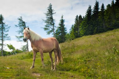 zwolferhorn üzerinde at portresi