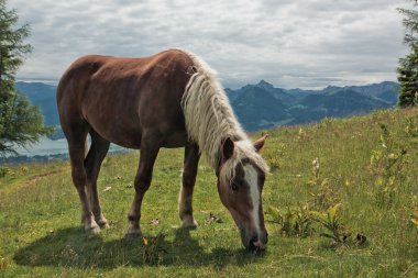 zwolferhorn üzerinde at portresi