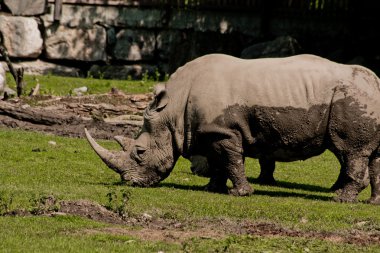 Rhino salzburg Hayvanat Bahçesi