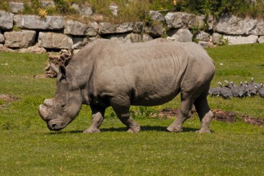 Rhino salzburg Hayvanat Bahçesi