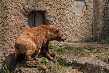 Bear portrait in Salzburg zoo clipart