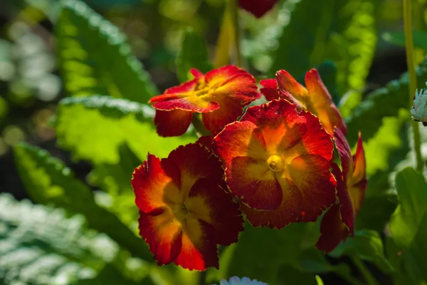Flor de onagra roja amarilla —  Fotos de Stock