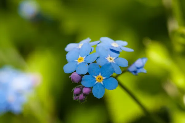 Blå förgätmigej — Stockfoto