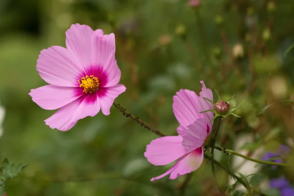 Kosmos blomma nära upp — Stockfoto