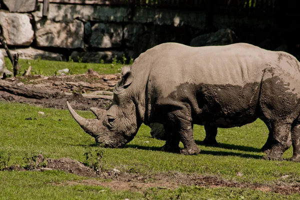 Rhino in Salzburg zoo — Stock Photo, Image