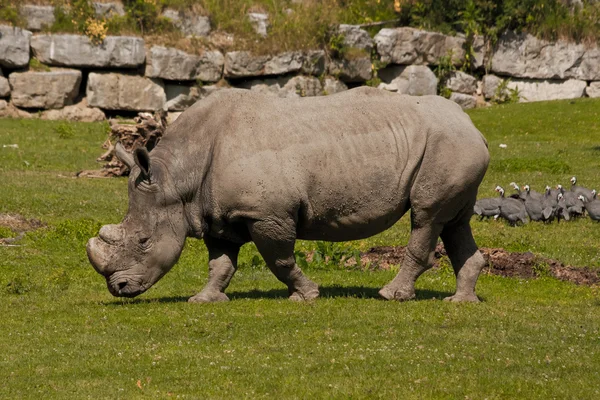 Nosorożca w Salzburgu zoo — Zdjęcie stockowe