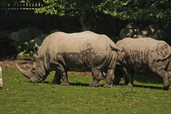 Носорог в Зальцбургском зоопарке — стоковое фото