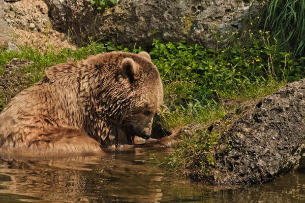 Medvěd portrét v salcburské zoo — Stock fotografie