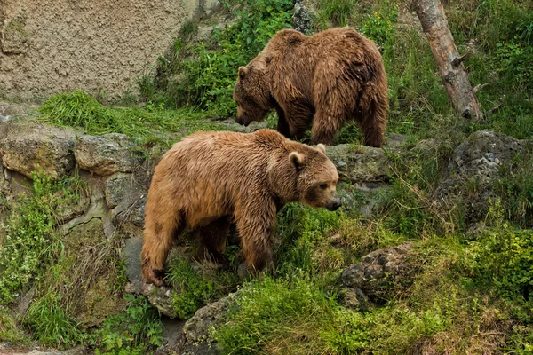 Björn porträtt i salzburg zoo — Stockfoto