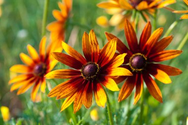 Kırmızı Sarı rudbeckia çiçek