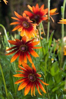 Kırmızı Sarı rudbeckia çiçek