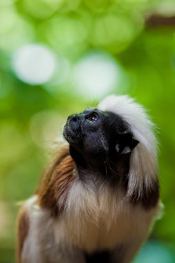 Cotton-top tamarins (Saguinus Oedipus) clipart