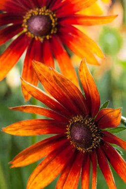 Kırmızı Sarı rudbeckia çiçek