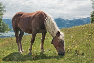 zwolferhorn üzerinde at portresi