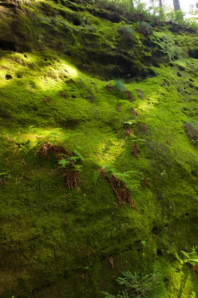 Moss background on the rock — Stock Photo, Image