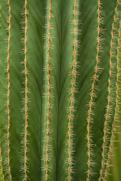 Tło zielony kaktus — Zdjęcie stockowe