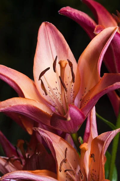 Lily flor na natureza — Fotografia de Stock