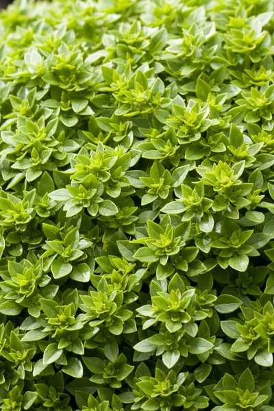Basil plant in tuin — Stockfoto