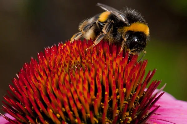 Flor de Echinacea rosa — Fotografia de Stock