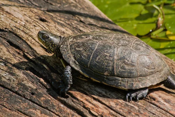 Schildpad zitten — Stockfoto