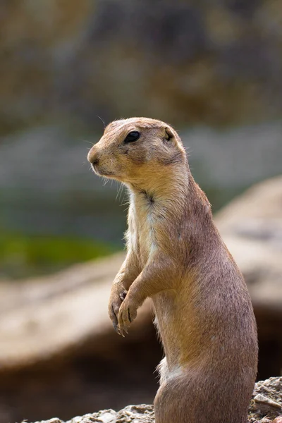 Portret preria pies (Cynomis ludovicianus) — Zdjęcie stockowe