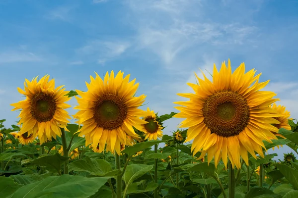Zonnebloemen op blauwe hemel — Stockfoto