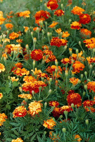 Red Yellow Marigold close up — Stock Photo, Image