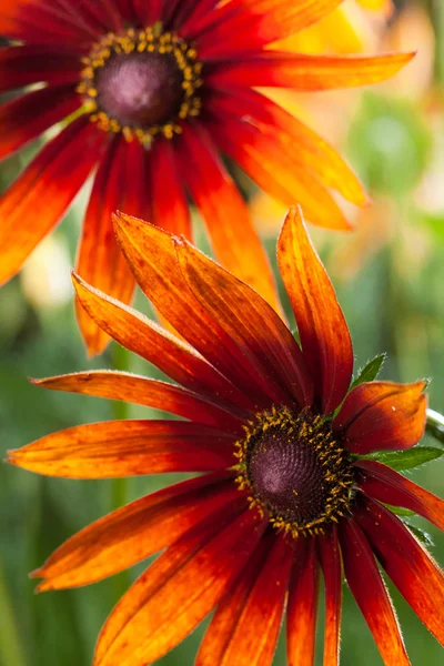 stock image Red Yellow Rudbeckia flower