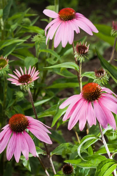 stock image Pink Echinacea flower