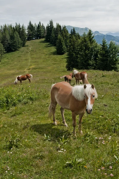 Horse family on Zwolferhorn — Stock Photo, Image