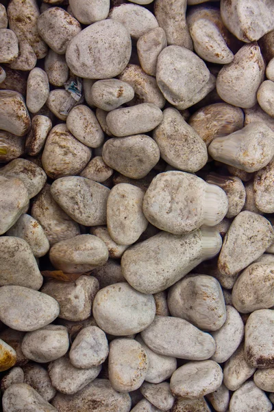 石头在清澈的水背景 — 图库照片