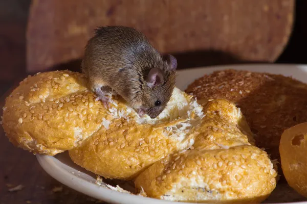 Ratón en la cocina —  Fotos de Stock