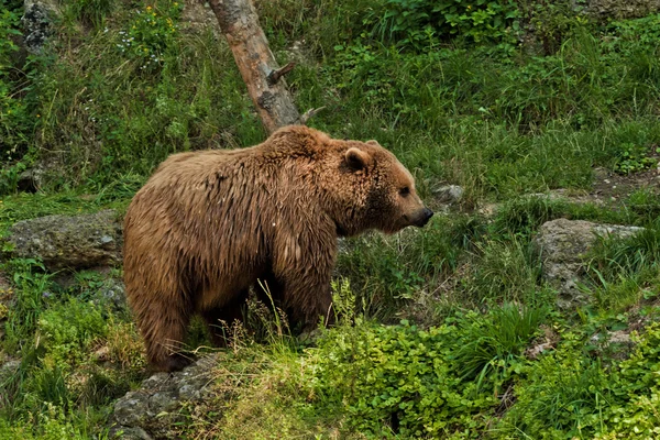 Medvěd portrét v salcburské zoo — Stock fotografie