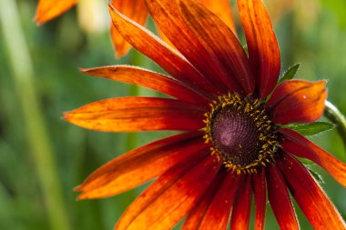 Kırmızı Sarı rudbeckia çiçek