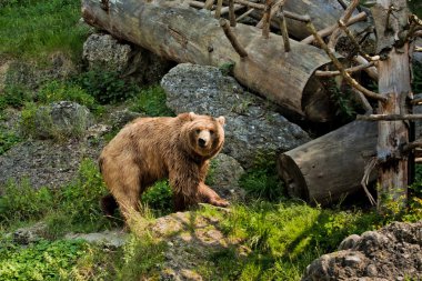 Bear portrait in Salzburg zoo clipart