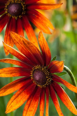 Kırmızı Sarı rudbeckia çiçek