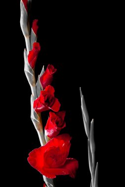 Gladiolus flower clipart