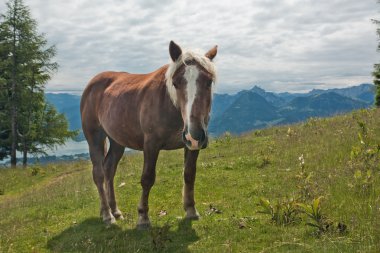 zwolferhorn üzerinde at portresi