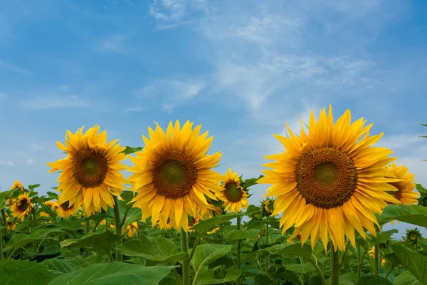 Zonnebloemen op blauwe hemel — Stockfoto