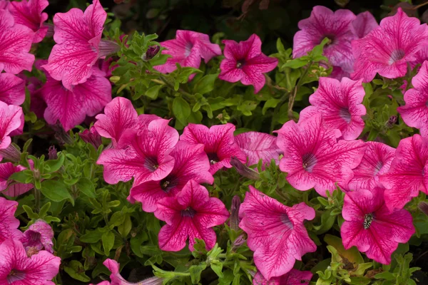 stock image Pink Lavatera flower