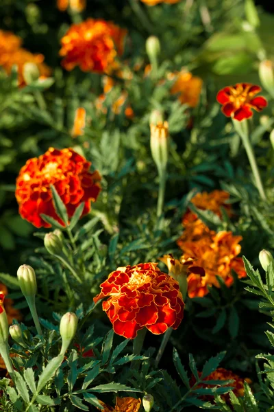 Kırmızı Sarı kadife çiçeği yakın çekim — Stok fotoğraf