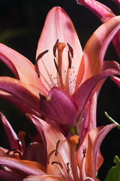 Lily blomma i naturen — Stockfoto