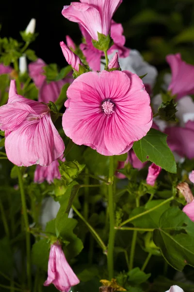 ピンクのハナアオイ属の花 — ストック写真