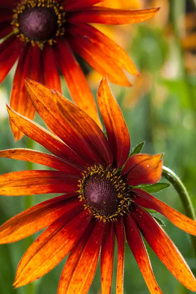 stock image Red Yellow Rudbeckia flower